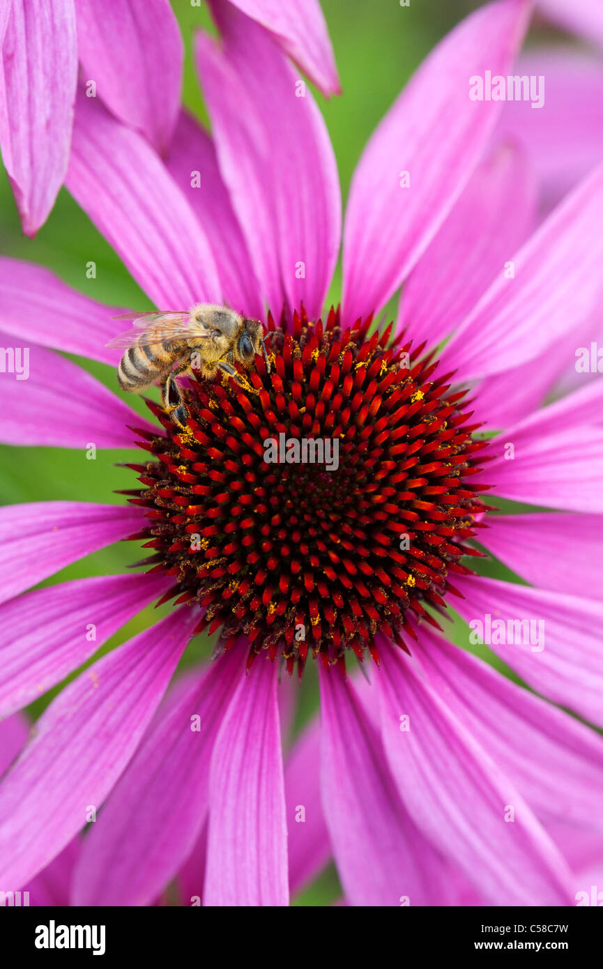 Honeybee feeding on a Echinacea purpurea 'Magnus' coneflower Stock ...