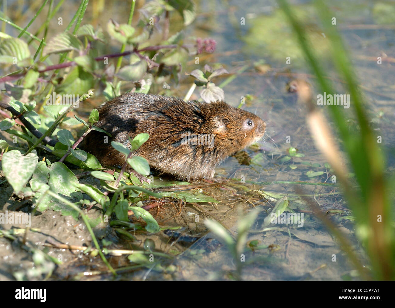 A Water Vole Viridors Voles About To Be Released Into The Waters Of Arundel Wildfowl And 