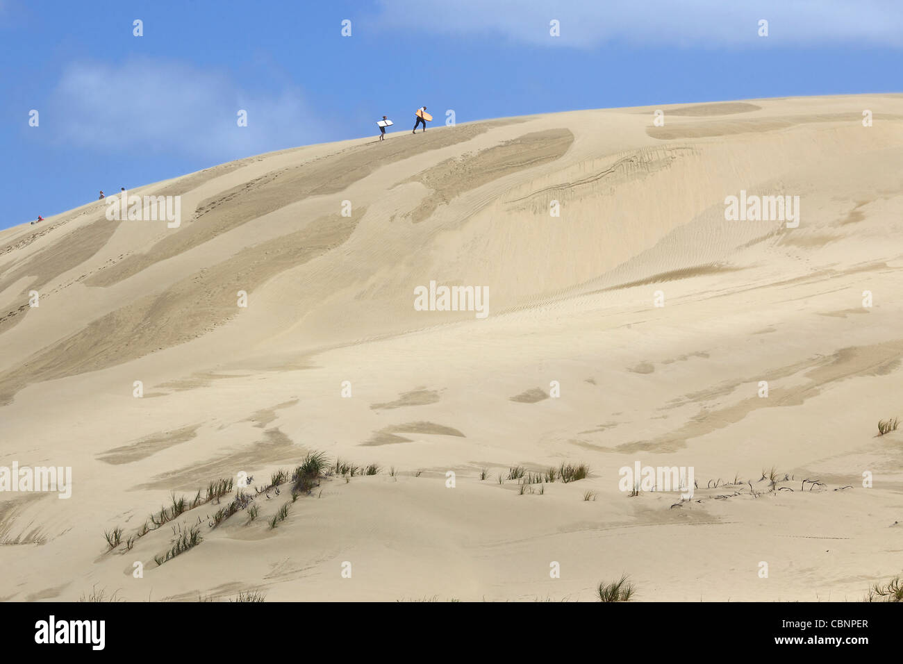 People sliding down the Te Paki Sand dunes on boogie boards. The Te ...