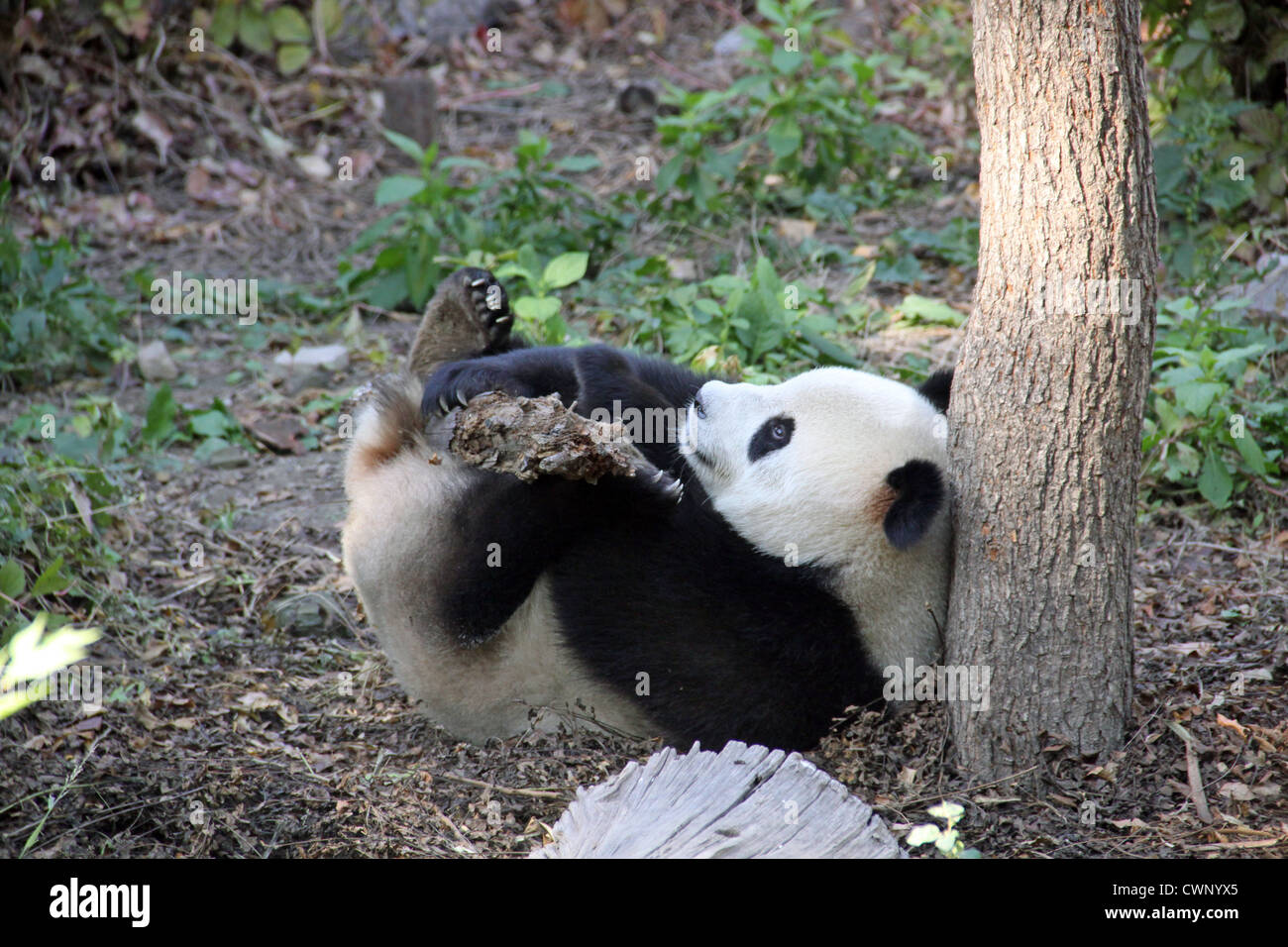 China Panda At Beijing Zoo Stock Photo Alamy