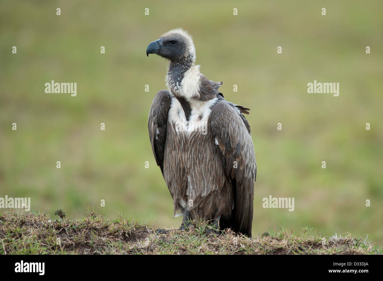 White-backed Vulture (Gyps africanus), Maasai Mara National Reserve ...