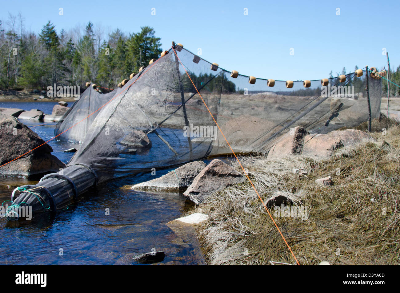 An elver net, or fyke, in Northeast Creek, Bar Harbor, Maine Stock