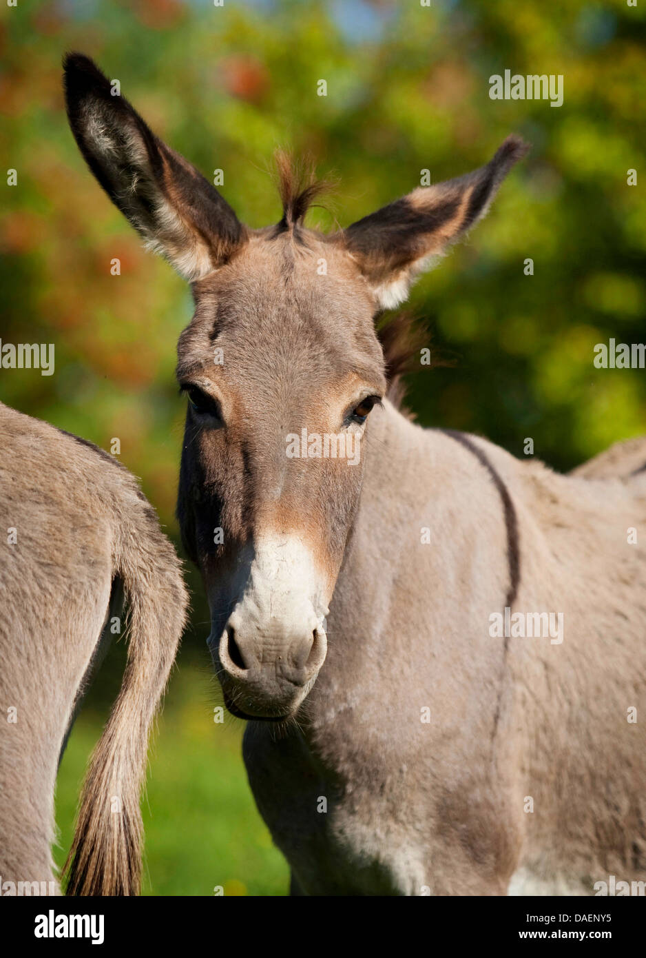 Domestic Donkey Equus Asinus F Asinus Portrait Germany Stock Photo