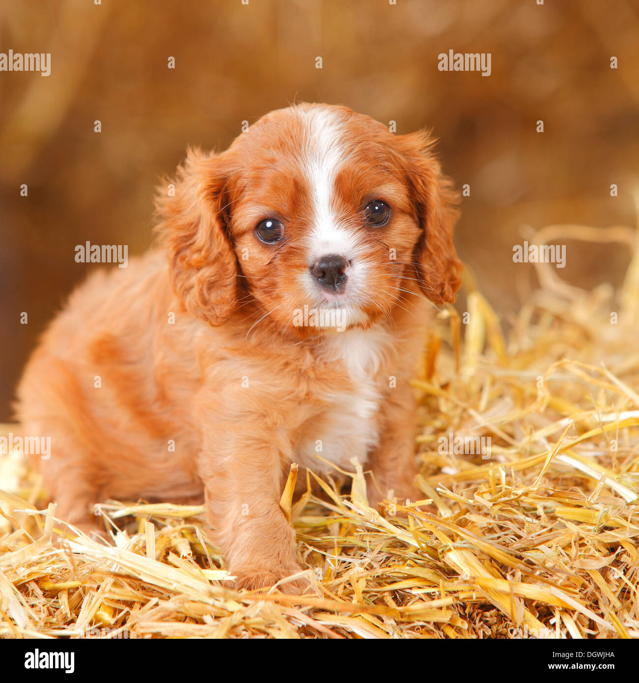 Top 92+ Images what to feed cavalier king charles puppy 6 weeks Updated
