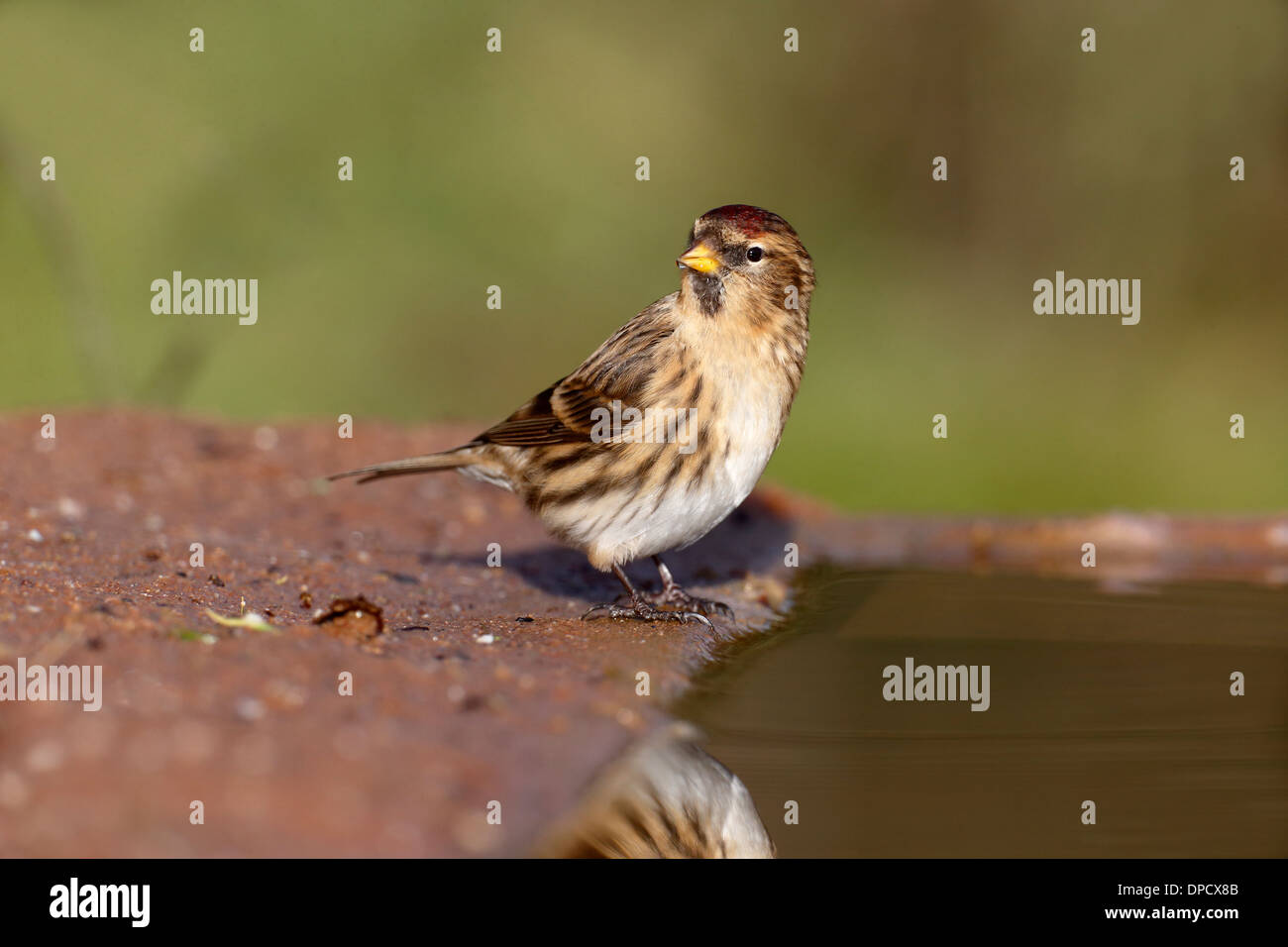 Lesser redpoll, Carduelis cabaret, single bird at water, Warwickshire ...