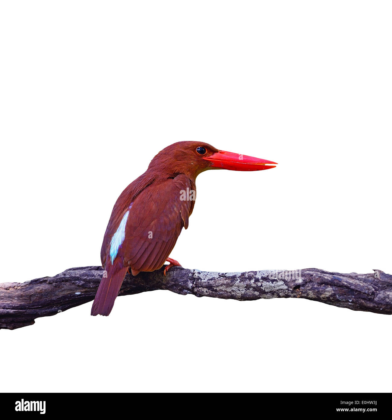 Colorful red Kingfisher, male Ruddy Kingfisher (Halcyon coromanda), on ...