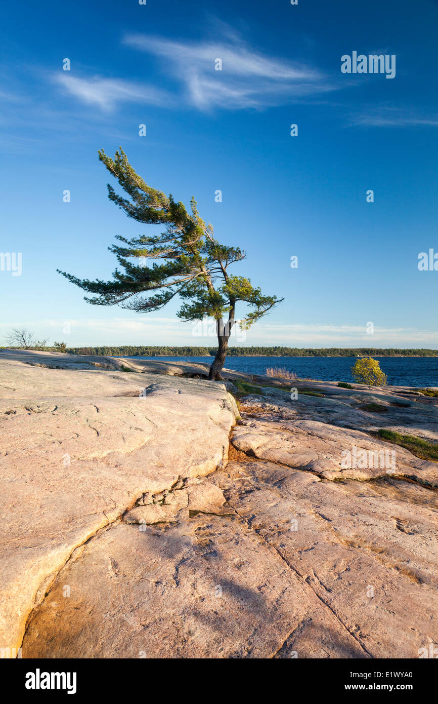 Wind-swept pine tree on the edge of Georgian Bay, Killbear Provincial ...