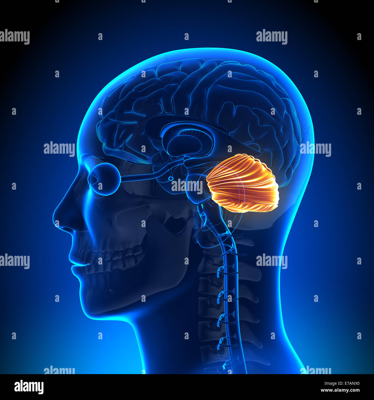 Cerebellum - Brain Anatomy Stock Photo - Alamy