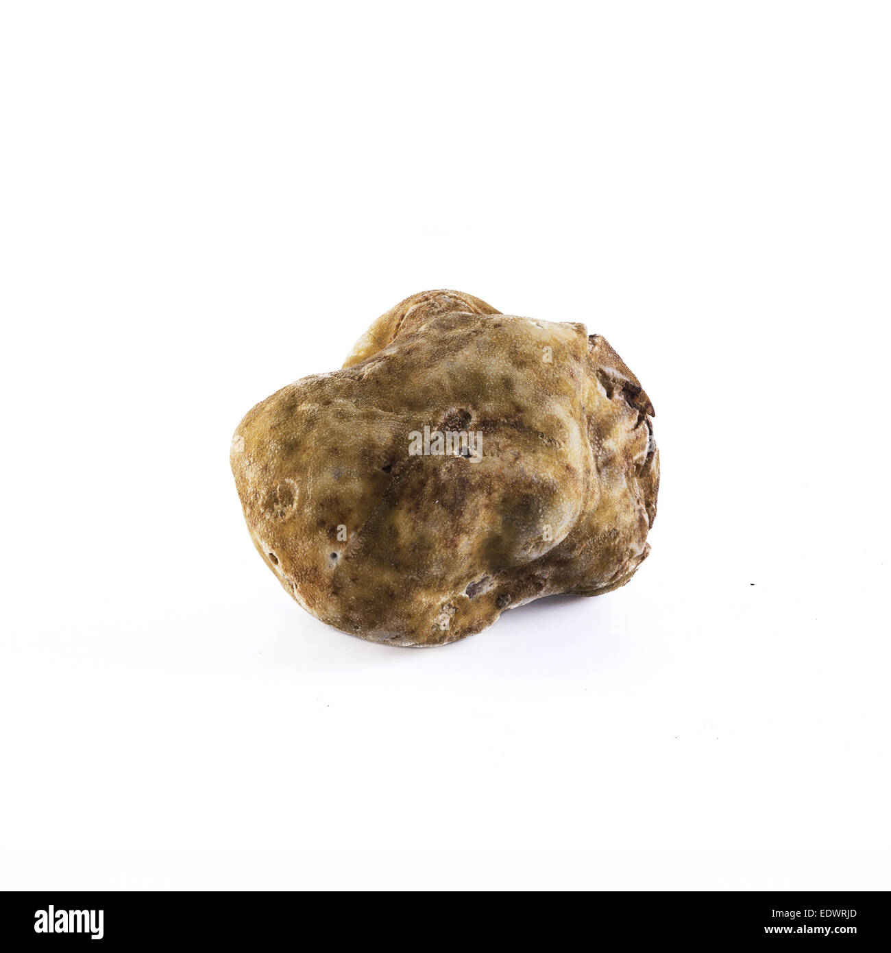 white-truffle-tuber-magnatum-pico-from-alba-italy-EDWRJD.jpg
