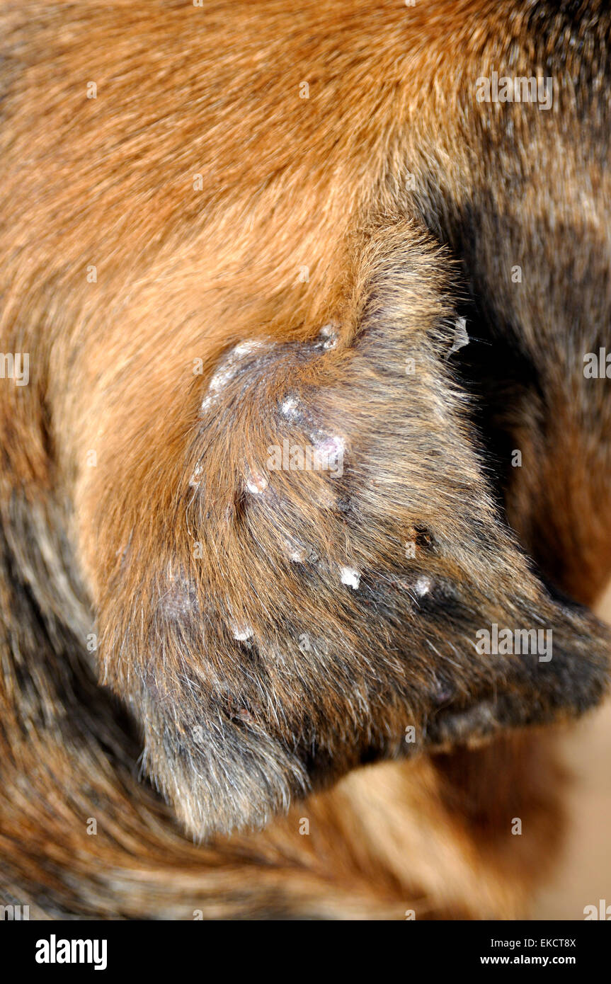 Close Up Of Damaged Ear Flap Of German Shepherd Dog After Suffering