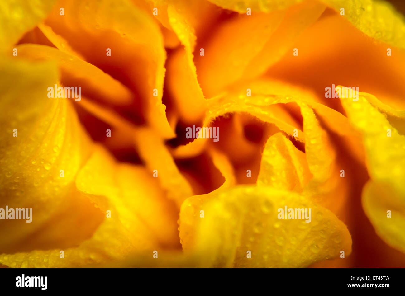 Yellow hibiscus flower Stock Photo - Alamy