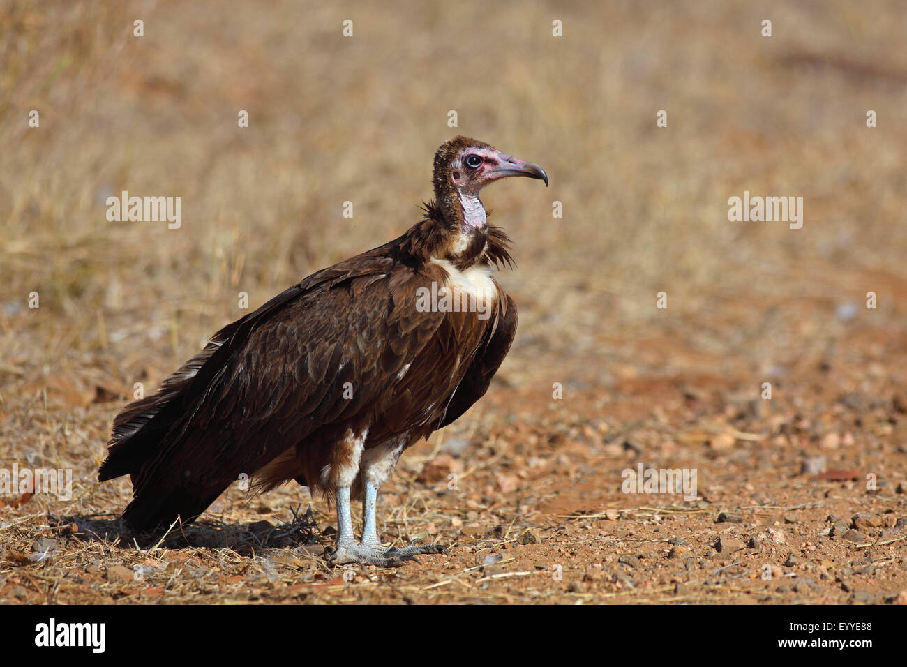 hooded vulture (Necrosyrtes monachus), standing on the ground, South ...