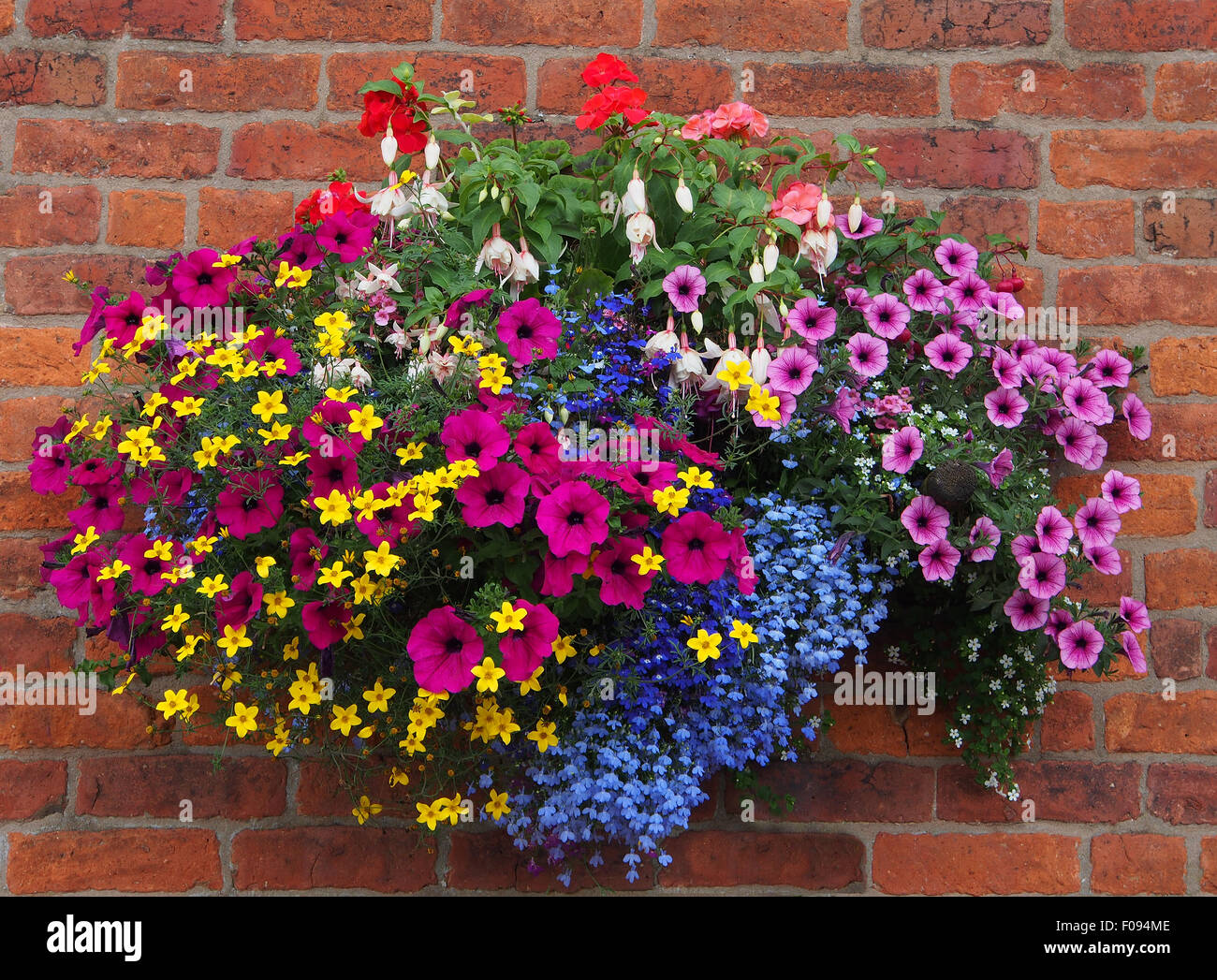 Hanging basket against a brick wall, containing bidens, geraniums ...