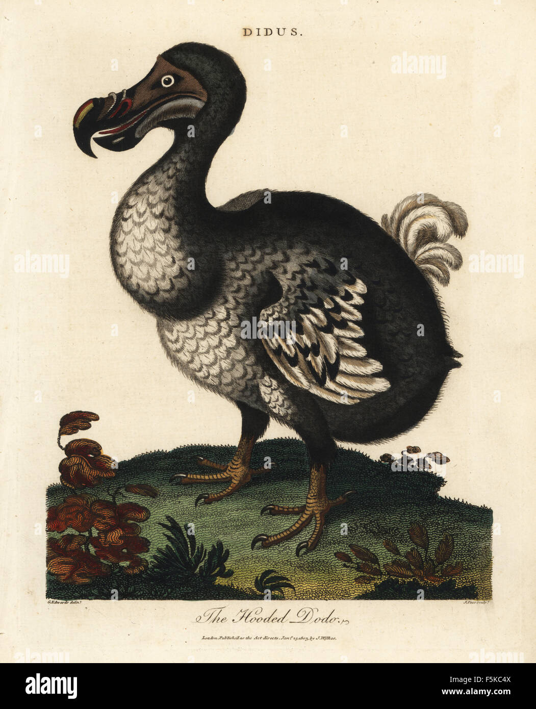 Hooded dodo, Raphus cucullatus, extinct flightless bird. Handcoloured ...
