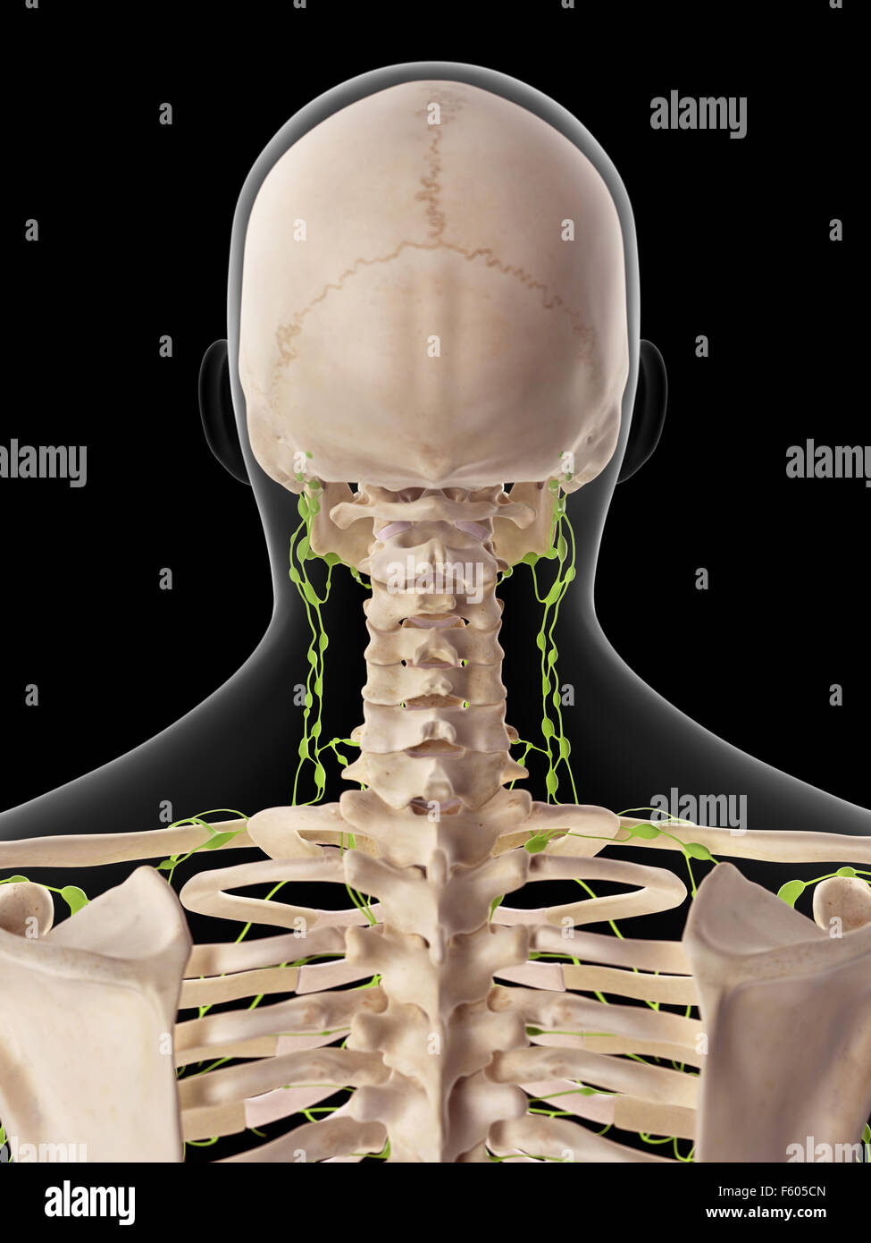 Medically Accurate Illustration Of The Cervical Lymph Nodes Stock Photo