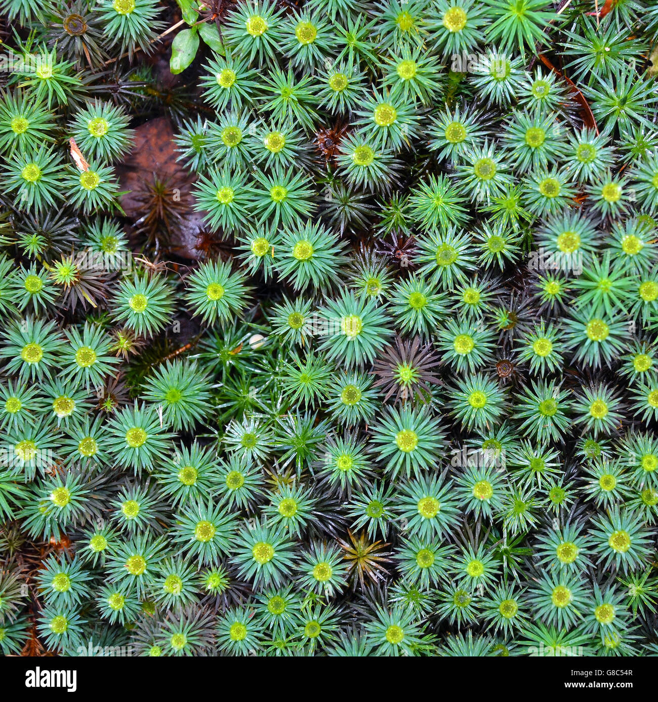 https://www.alamy.com/stock-photo-giant-moss-dawsonia-polytrichoides-forming-a-ground-cover-in-australian-108446935.html