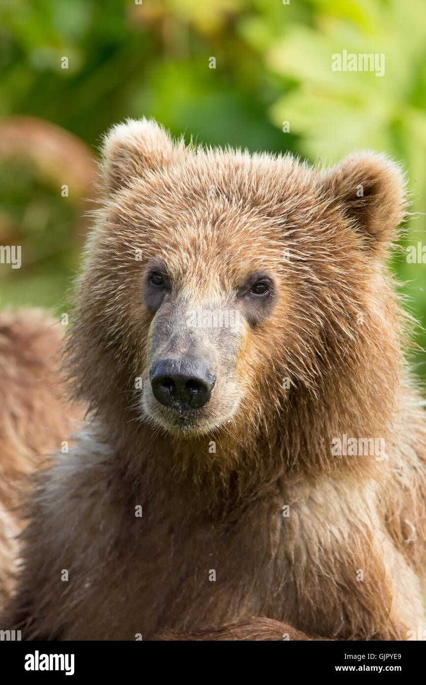 A Kodiak Brown Bear Cub On Kodiak National Wildlife Refuge In Kodiak