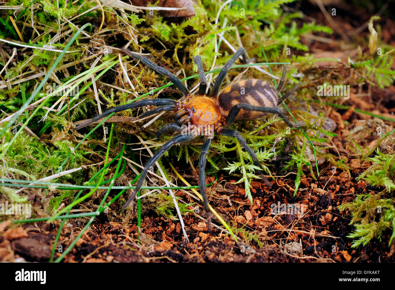 Tiger Spider (Linothele fallax), in terrarium Stock Photo - Alamy