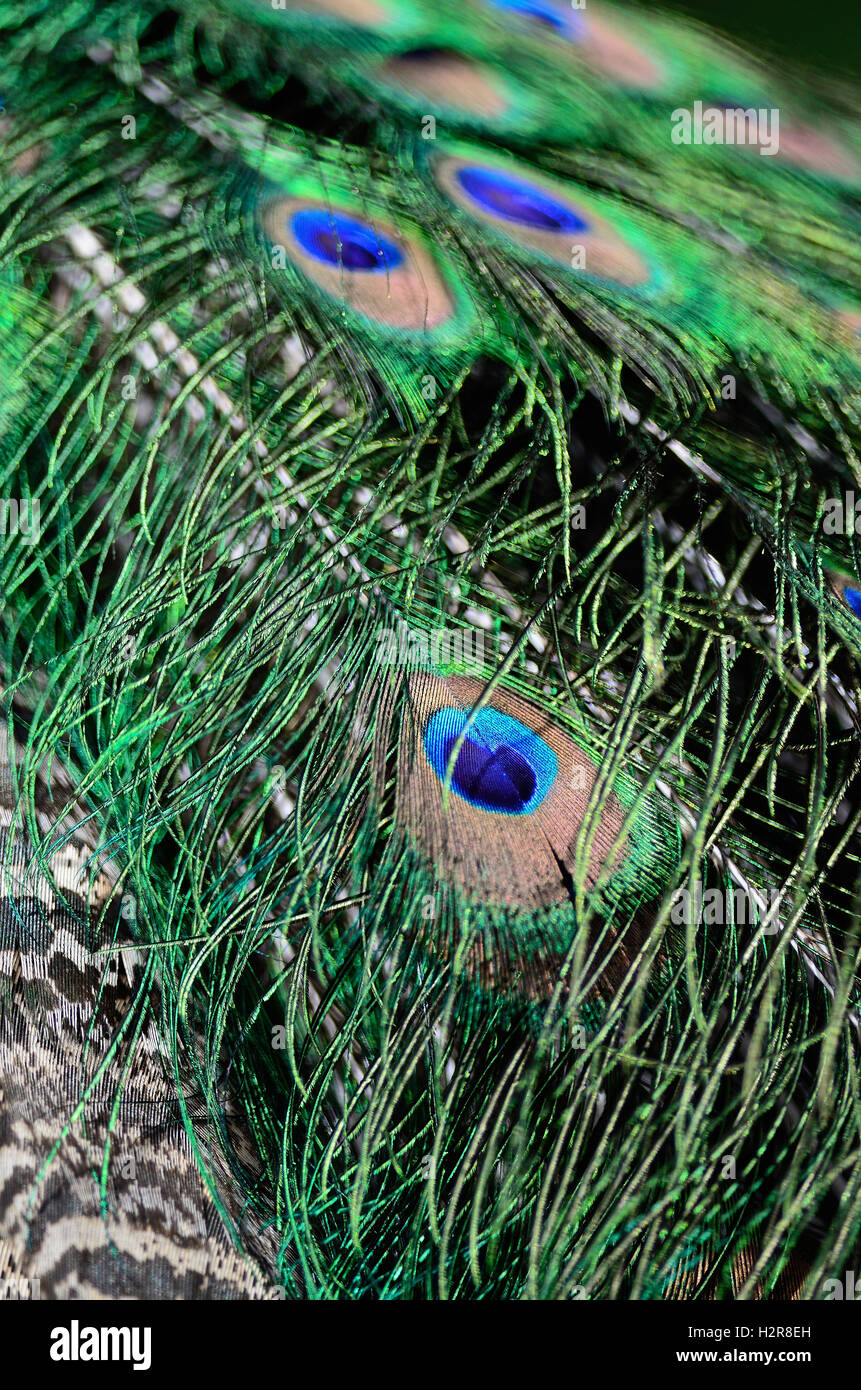 Green Peafowl feather Stock Photo - Alamy