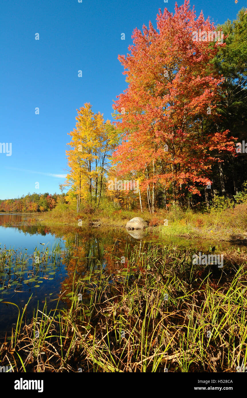 Autumn foliage by a pond in Hopkinton, New Hampshire, USA Stock Photo ...