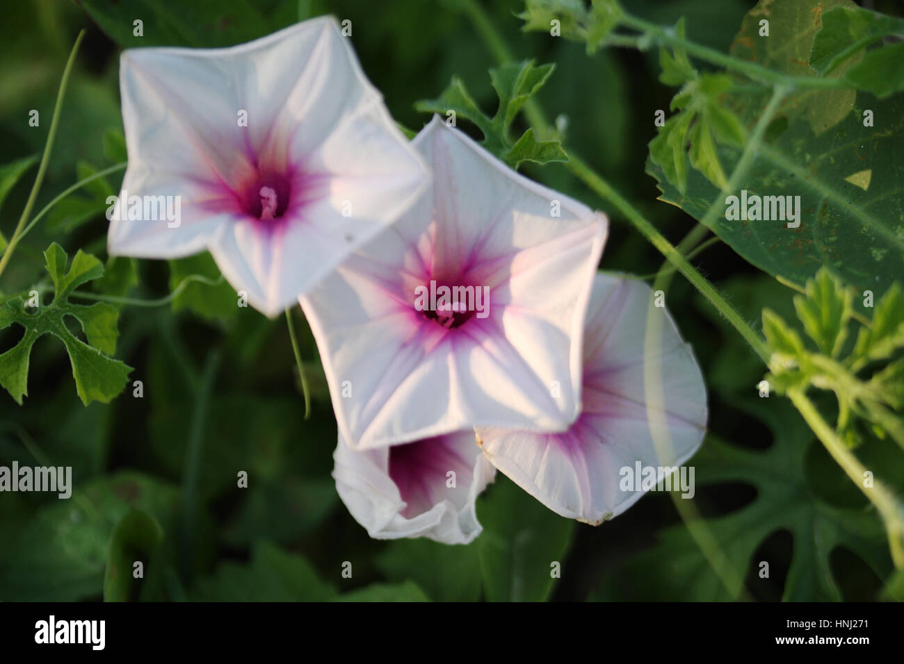 Flowers of Ipomoea Stock Photo - Alamy