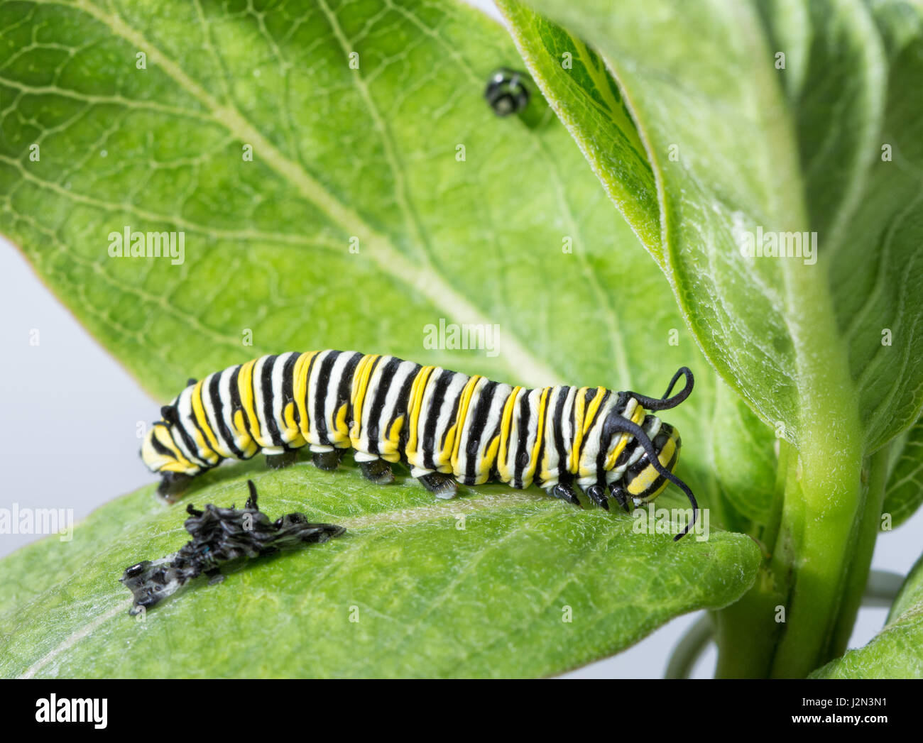 Monarch caterpillar resting right after molting, with his old skin ...