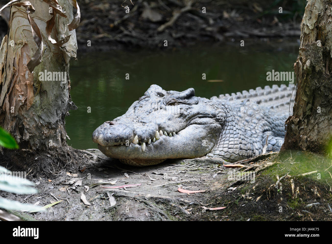 Headshot Of A Saltwater Crocodile Crocodylus Porosus Sunbathing At