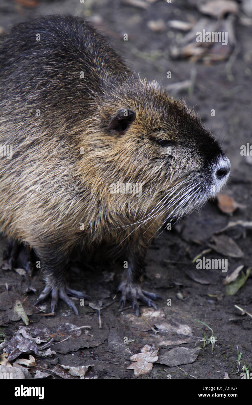 animal rodent skin wet water rat nutria myocastor coypus biberrratte ...