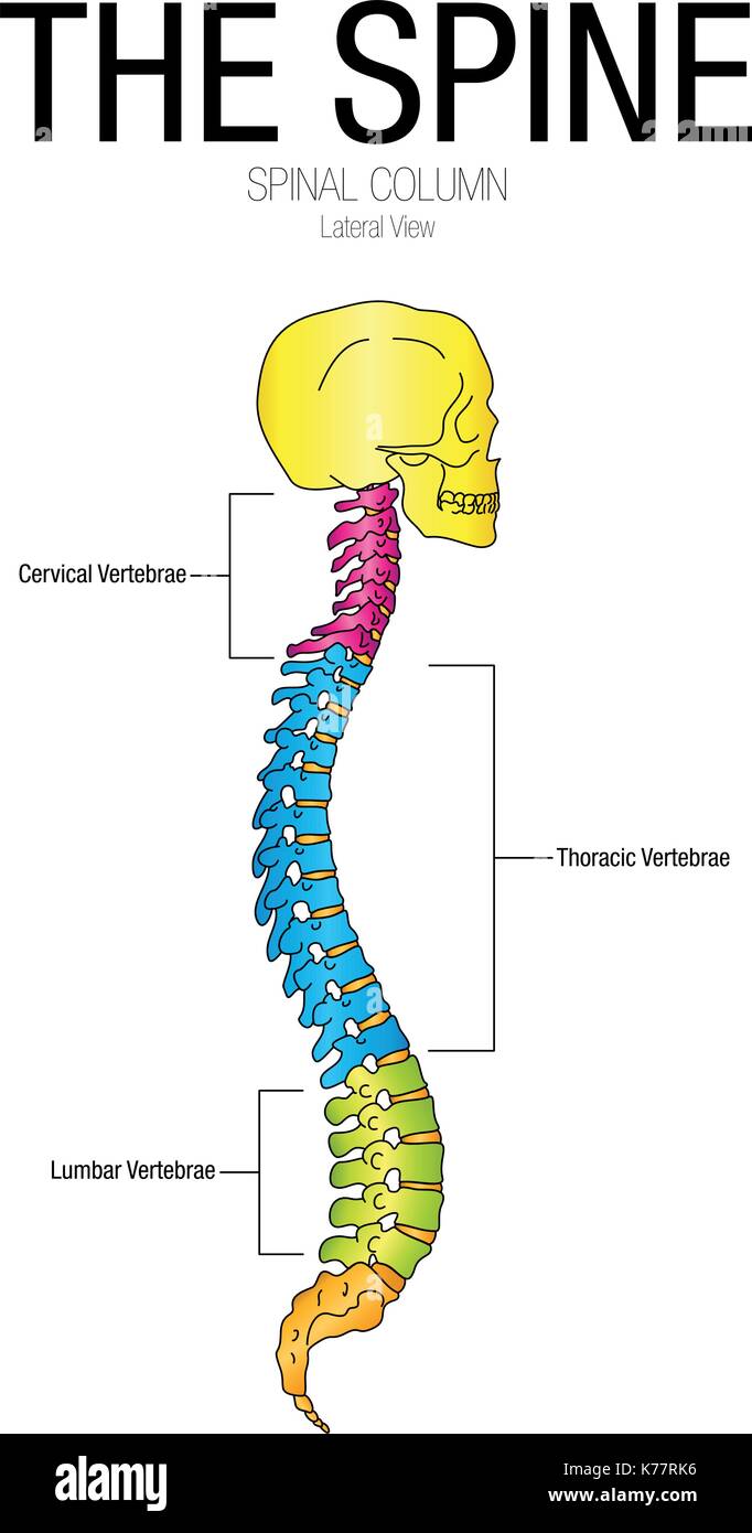 Chart of THE SPINE Lateral view with parts name - Vector image Stock