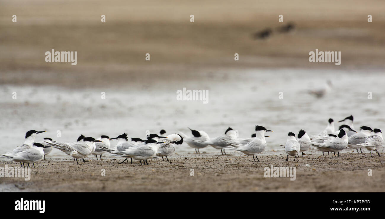 Group of Sandwich Tern (Sterna sandvicensis) perched, the Netherlands ...
