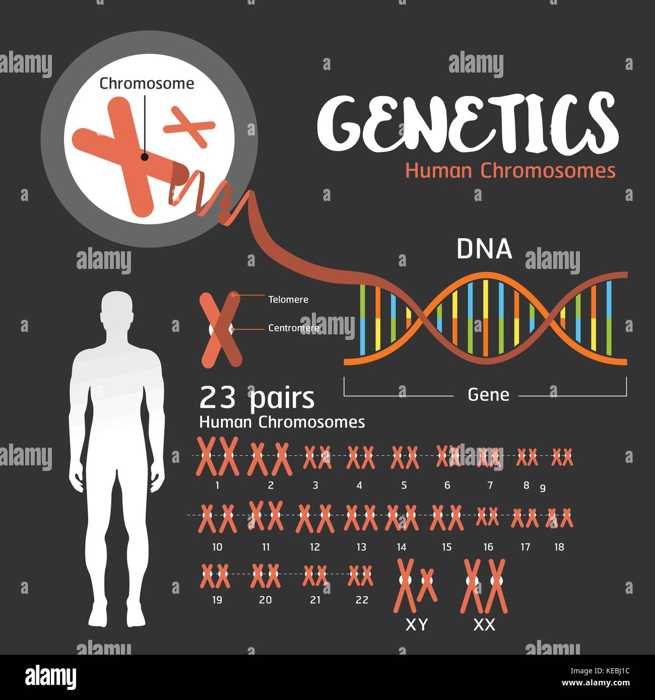 Genetics Dna Structure And Chromosomes Stock Vector Image And Art Alamy
