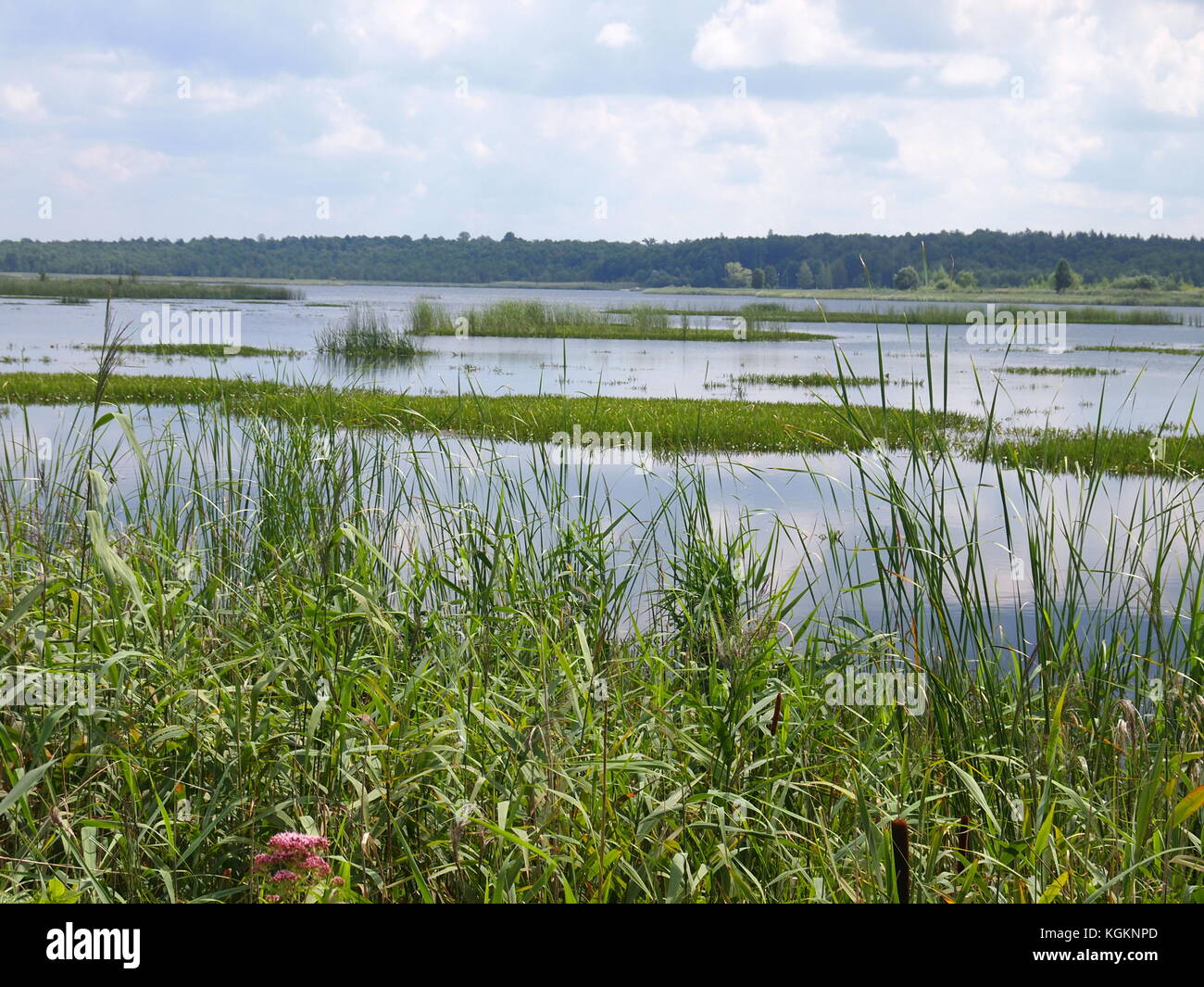 Belovezhskaya Pushcha National Park Republic Of Belarus Stock Photo