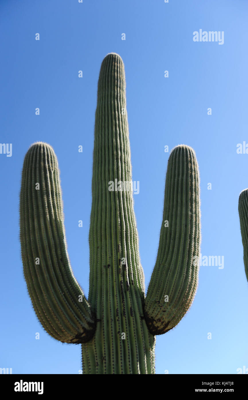 Giant Saguaro in Southern Arizon Stock Photo - Alamy