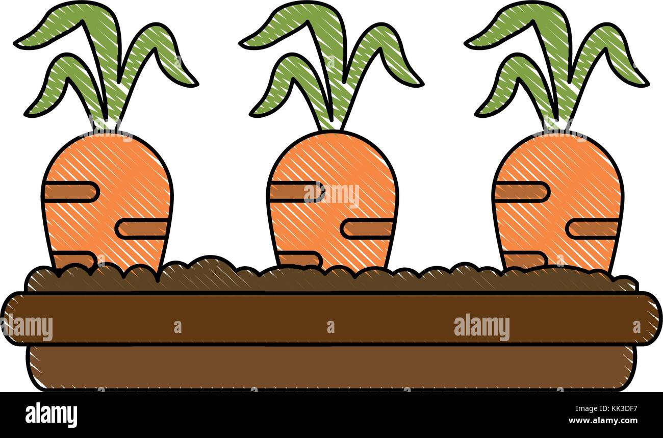 Planting Of Carrots Stock Vector Image And Art Alamy