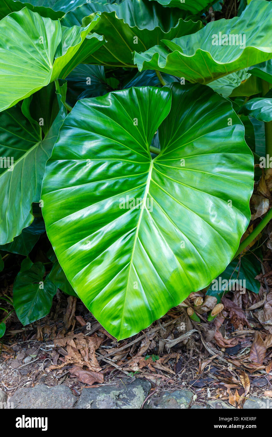 Very Large Fresh Lush Green Leaf Of The Tropical Vine Or Climber