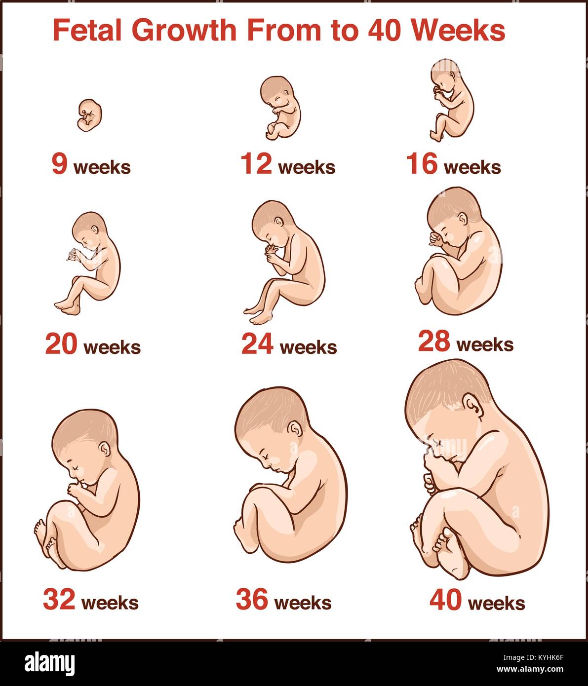 Embryo Development Human Fetus Growth Stages Of Pregnancy Vector