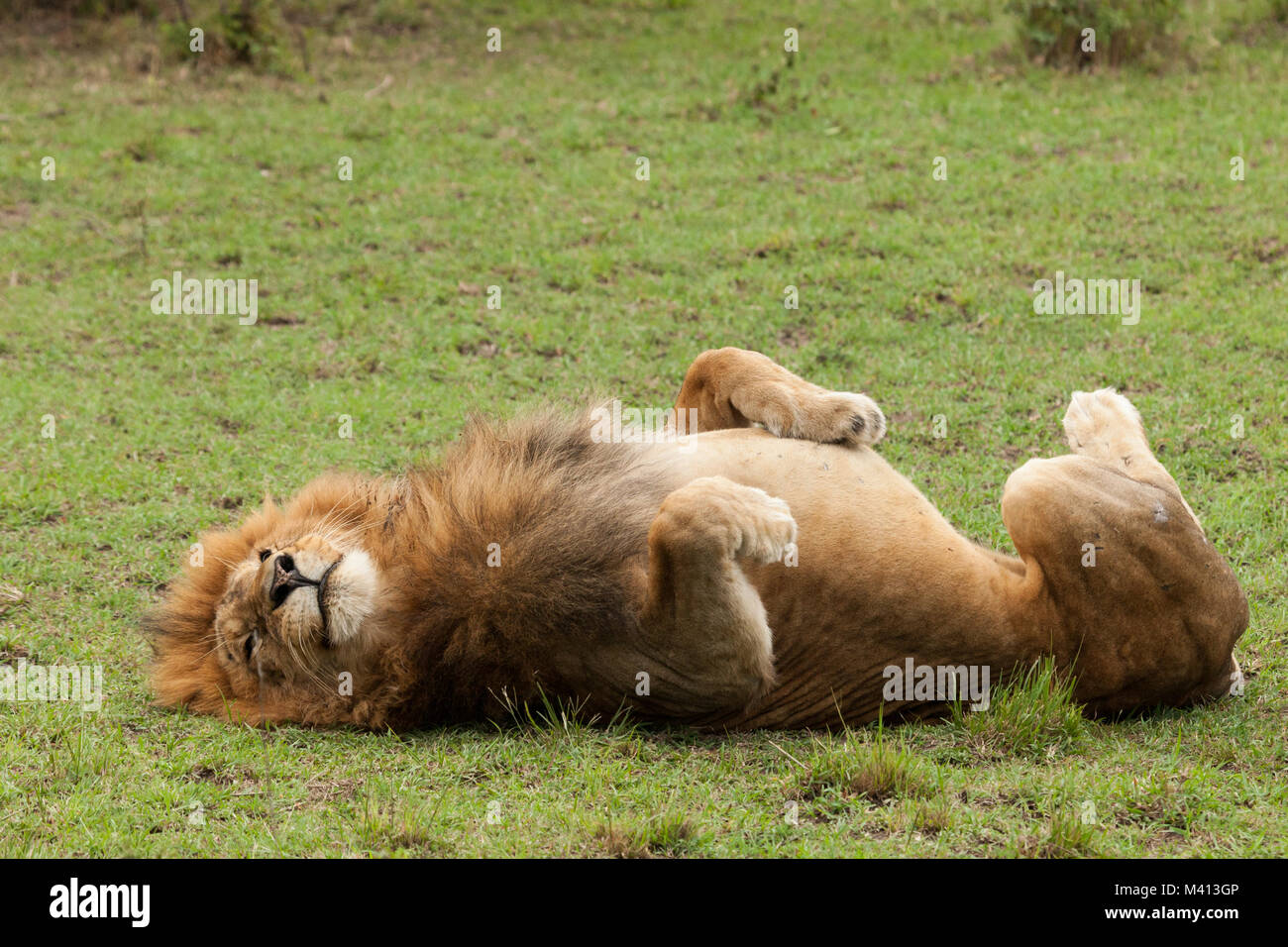 A Male Lion Lying On His Back On The Grasslands Of The Maasai Mara