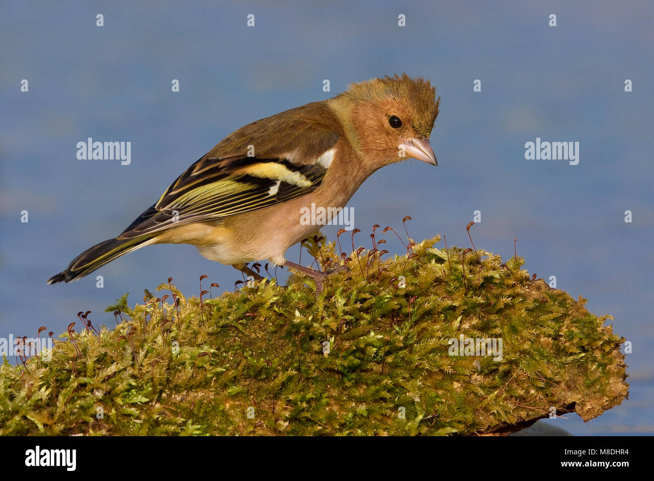 Mannetje Vink; Male Common Chaffinch Stock Photo - Alamy