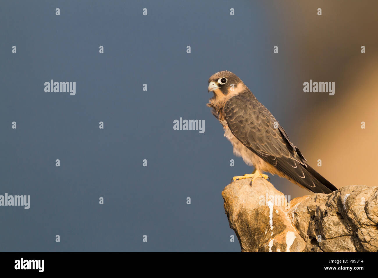 Sooty Falcon - Schieferfalke - Falco concolor, Oman, juvenile Stock ...