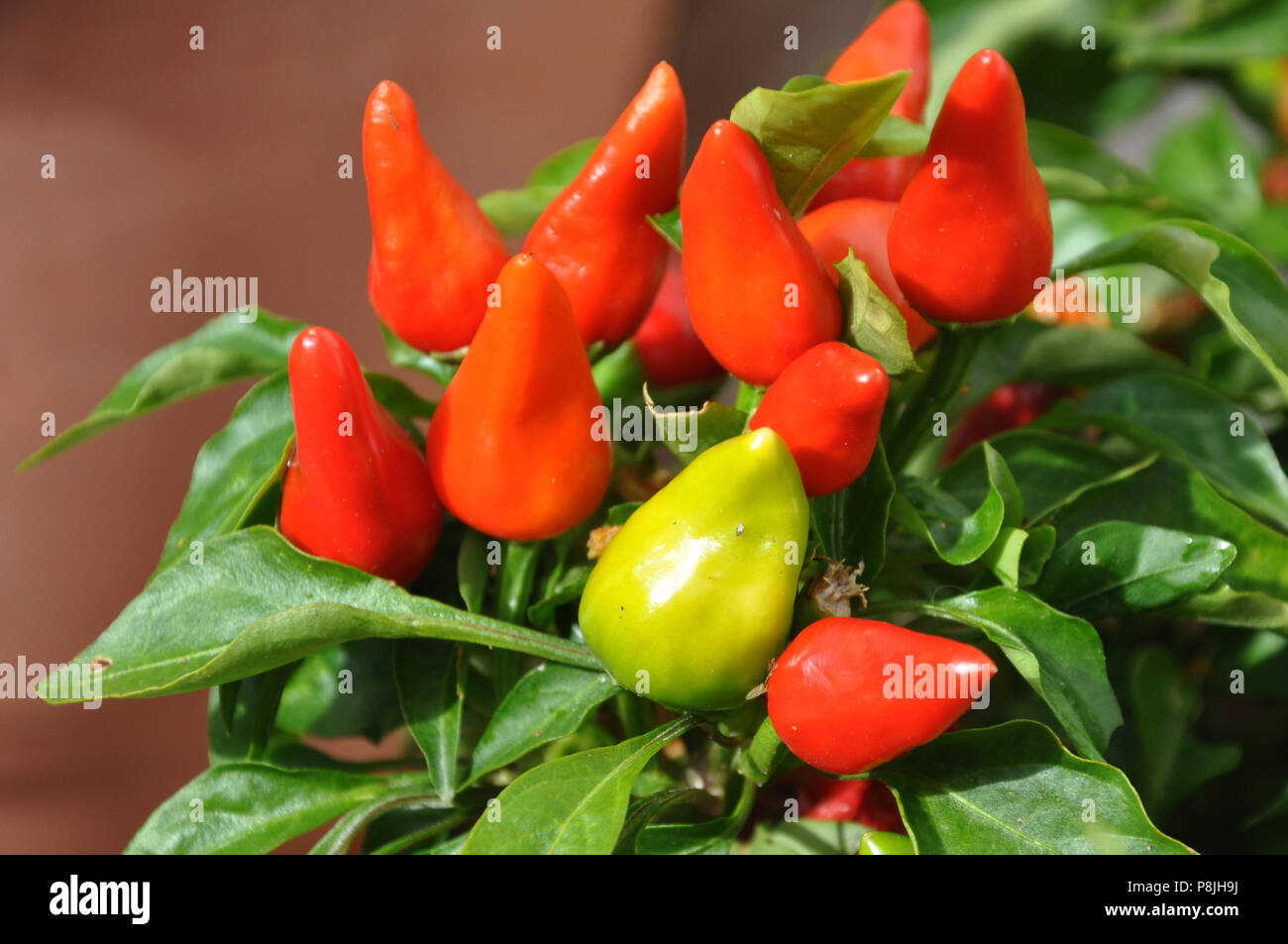 Red Hot Peppers Stock Photo Alamy