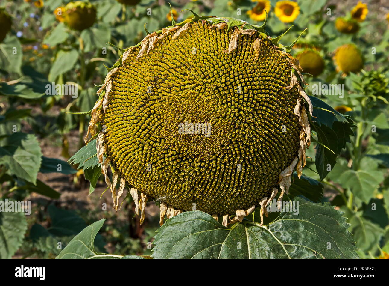 Head of sunflower or Helianthus annuus with seeds growing in sunflower ...