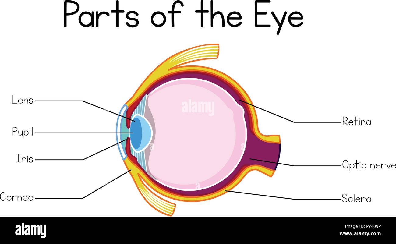 Part of Human Eye illustration Stock Vector Image & Art - Alamy
