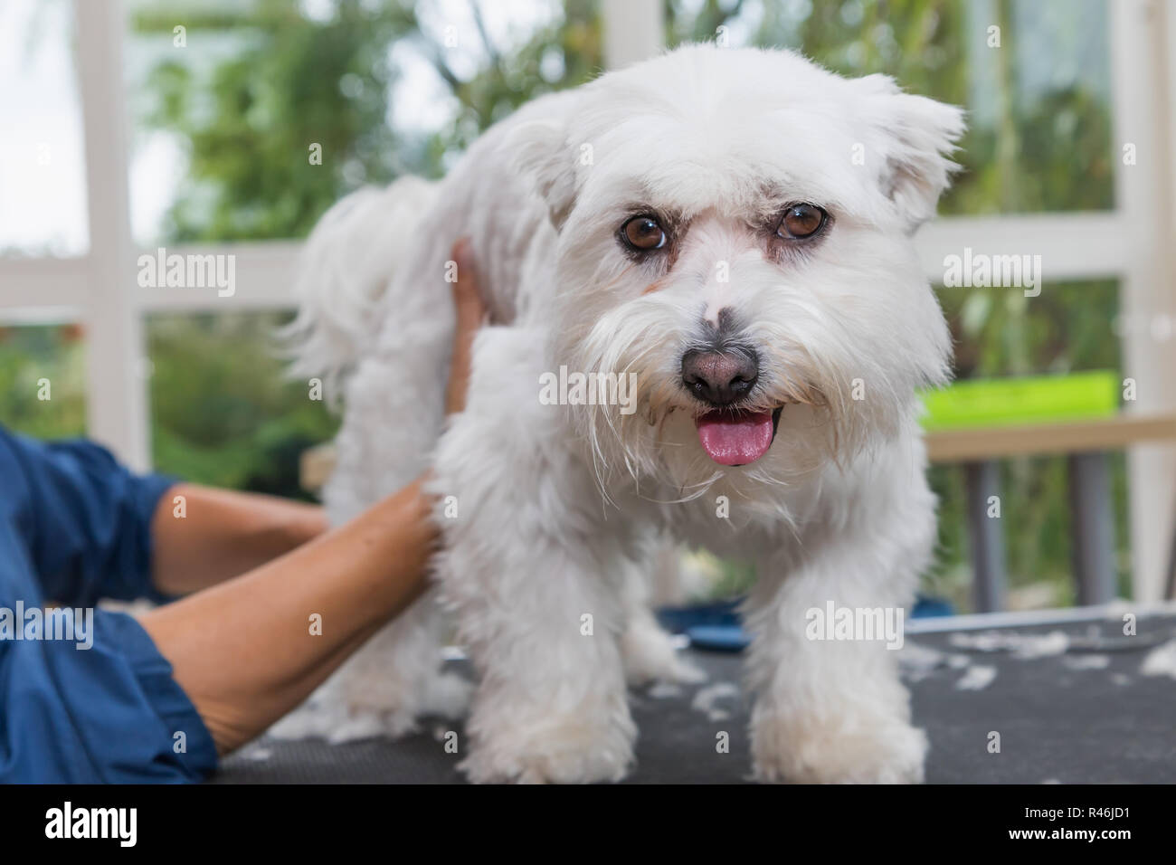 Lovely Maltese dog is trimmed Stoc