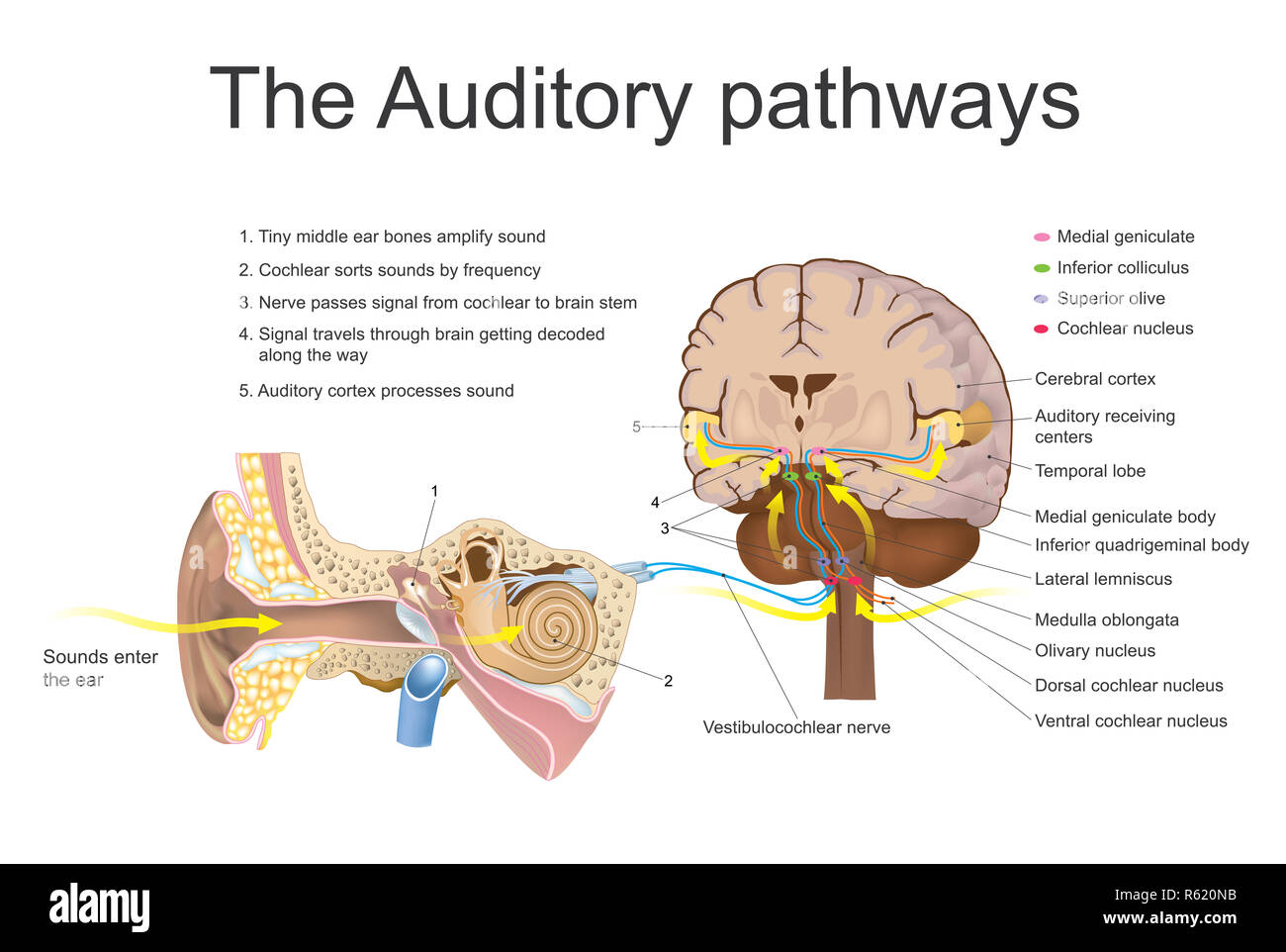 The Auditory System Education Info Graphic Vector Stock Photo Alamy