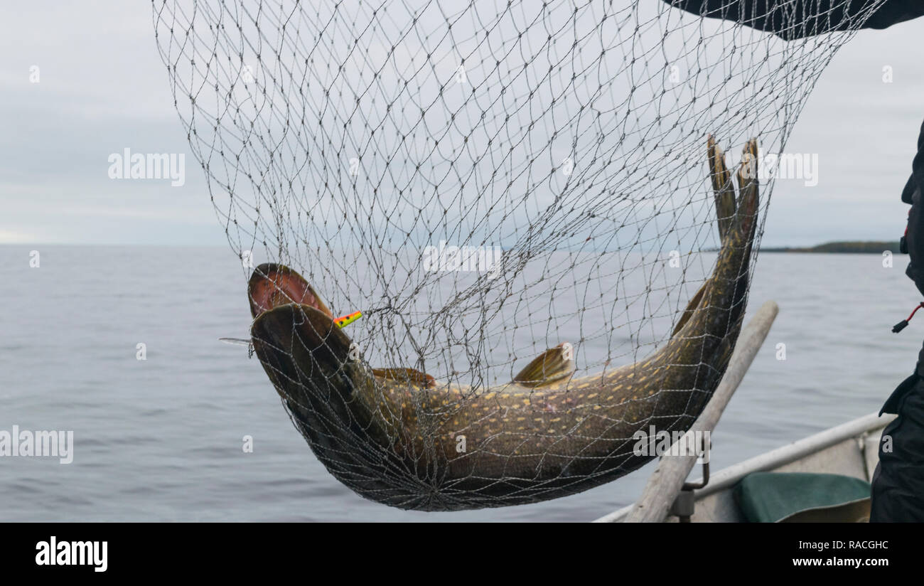 Close-up of big caught fish, hands of fisherman holding landing net with  big pike fish. Concepts of successful fishing Stock Photo - Alamy