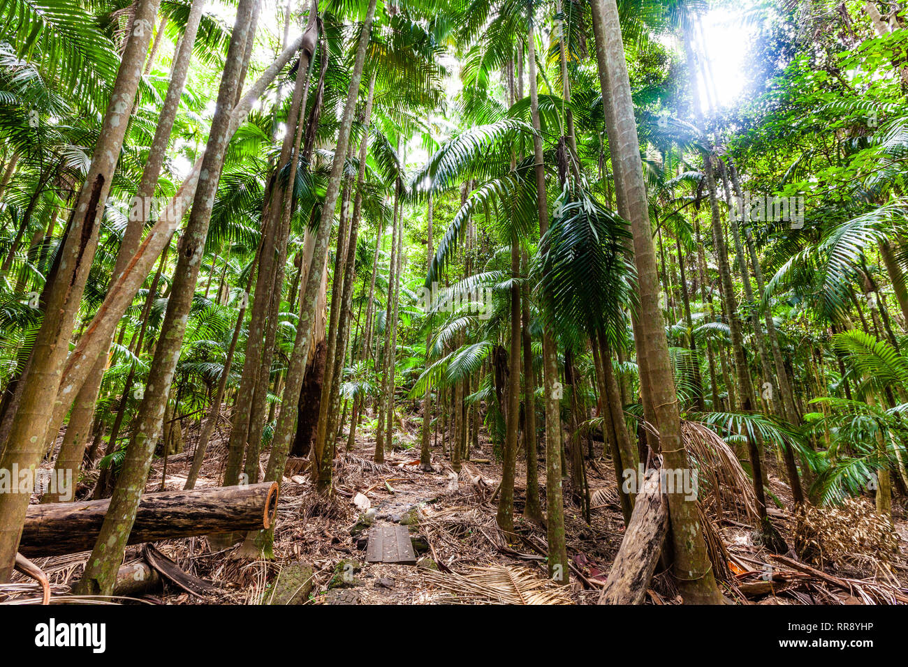 Lush Green Temperate Rainforest In Australia Stock Photo Alamy