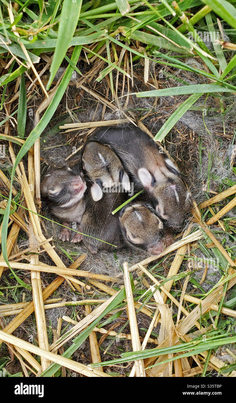 A Nest Of Newborn Wild Rabbits In A Grassy Yard In Illinois Stock Photo