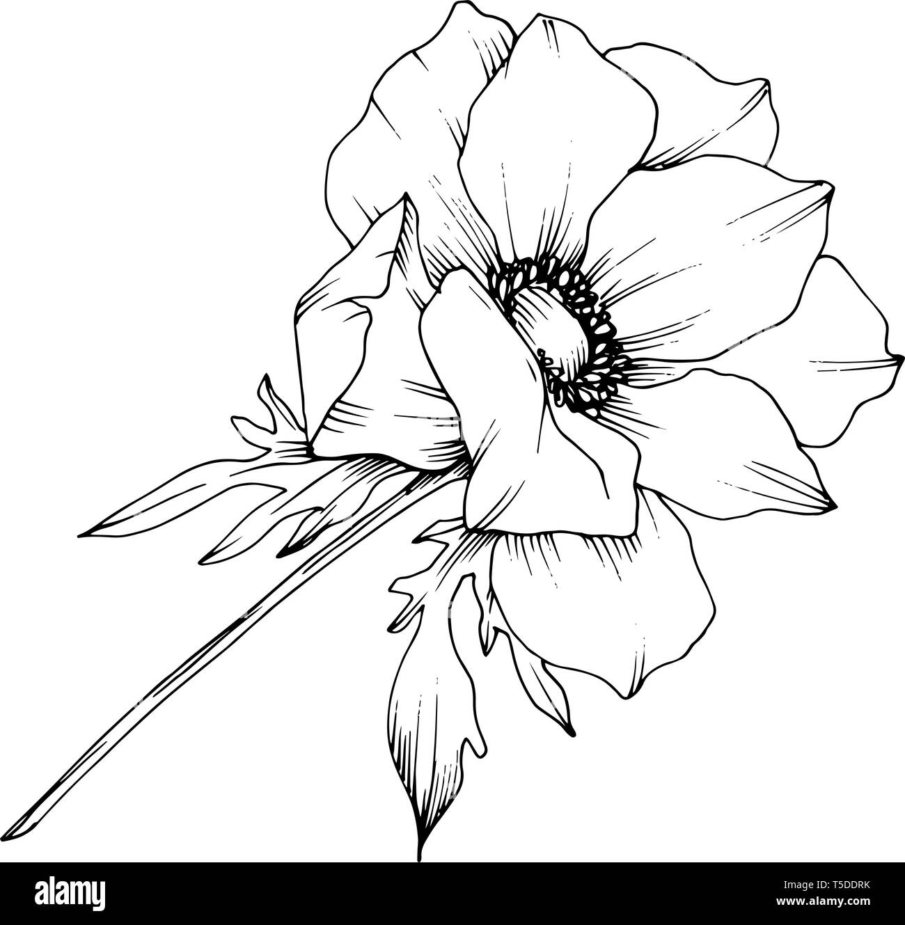 Vector Anemone floral botanical flower. Black and white engraved ink ...