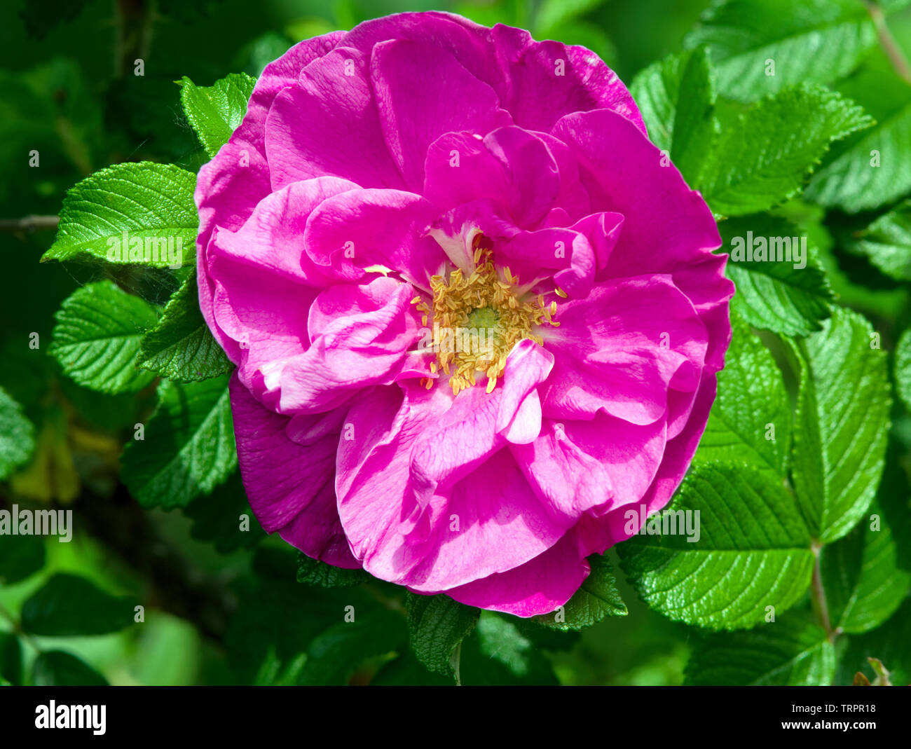 Rosa 'Belle Poitevine' Stock Photo - Alamy