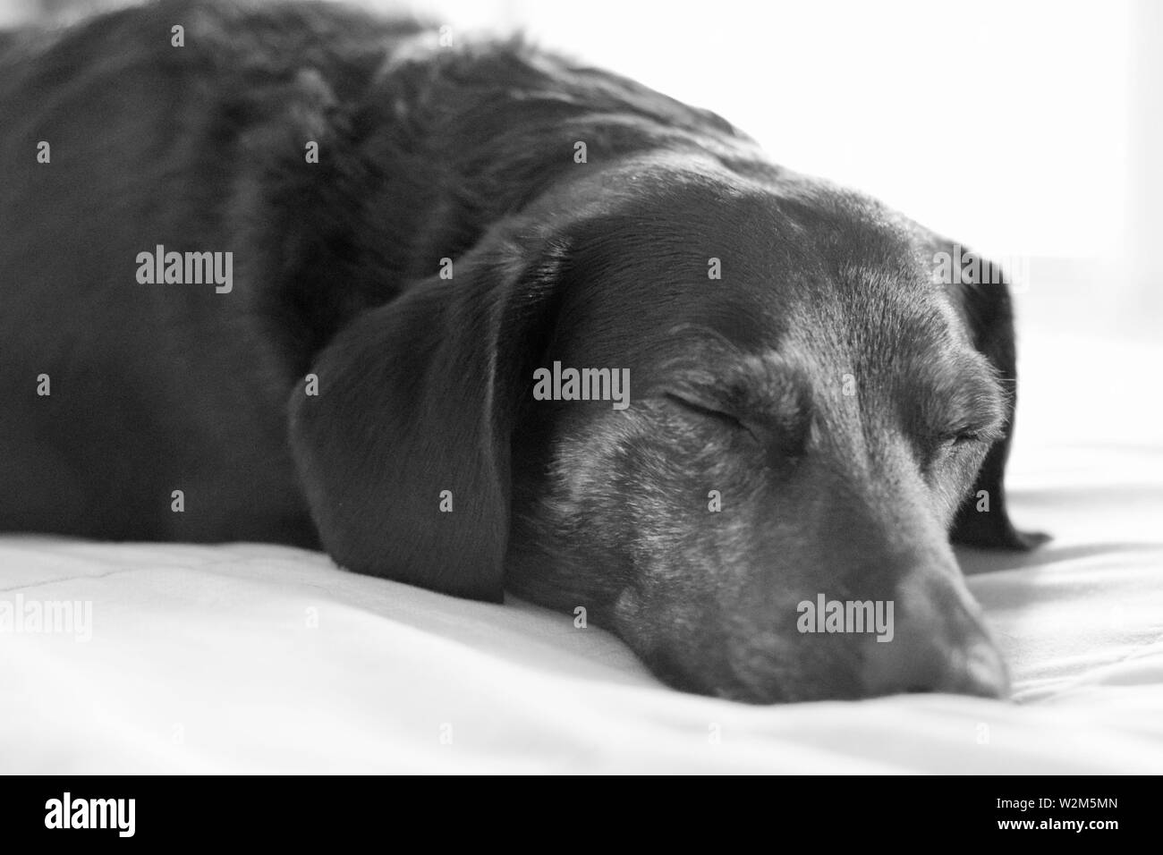 Dachshund Asleep Black And White Stock Photo Alamy